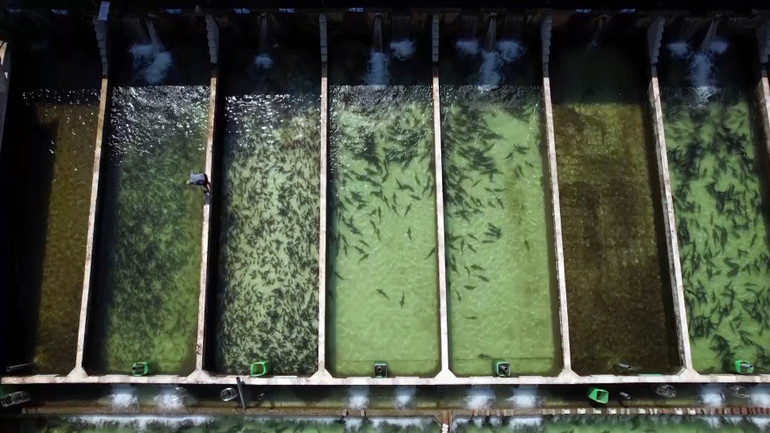 Huyện Tam Đường hiện tại đang là địa phương đi đầu trong chăn nuôi cá nước lạnh ở Lai Châu. Huyện Tam Đường hiện tại đang là địa phương đi đầu trong chăn nuôi cá nước lạnh ở Lai Châu.