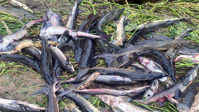 Khoảng 5 tấn cá hồi đến tuổi cùng 25 nghìn con cá tầm giống bị lũ cuốn trôi.