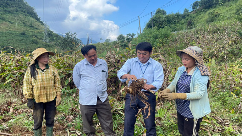 Chuyển về nơi ở mới cách đó 2km, những người dân bản Hồng Thu vẫn phát triển mô hình dong riềng trên diện tích đất sản xuất tại nơi ở cũ.