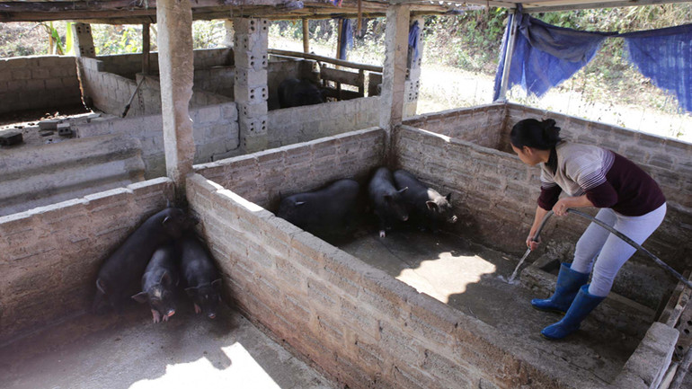 Các mô hình chăn nuôi trong dân phát triển ngày càng quy mô, bài bản hơn.