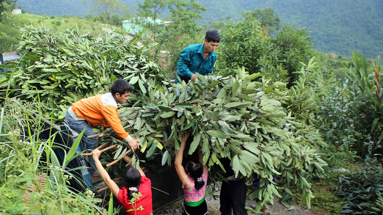 Việc cắt tỉa cành, lá bán cho cơ sở chế biến tạo ra nguồn thu ổn định cho người trồng quế.