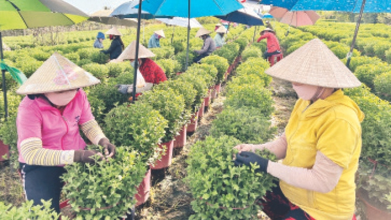 Nông dân xã Phú Sơn, huyện Chợ Lách, tỉnh Bến Tre chăm sóc hoa chuẩn bị cung ứng thị trường Tết.