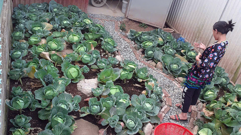 Tất cả khoảng đất trống trong khuôn viên trường học đều được tận dụng làm vườn rau.