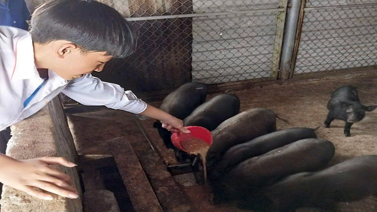 Học sinh học được kỹ năng từ mô hình chăn nuôi tập trung, khoa học.