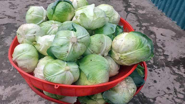 Rau sạch thu hoạch từ mô hình được đưa vào bữa ăn hằng ngày của học sinh.