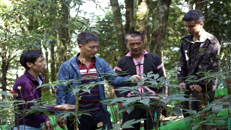 Có đường giao thông thuận lợi, các doanh nghiệp tìm đến đầu tư trồng sâm, dược liệu.