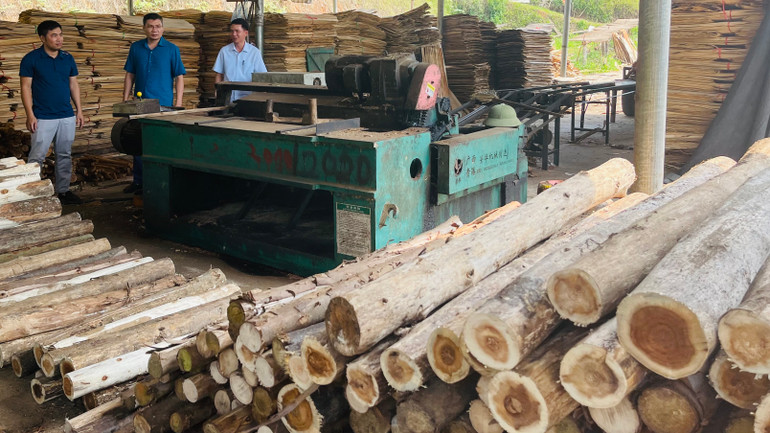 Từ nguồn vốn chính sách xã hội, nhiều nông dân huyện Yên Bình đã đầu tư sản xuất chế biến gỗ rừng trồng. (Ảnh: THANH SƠN)