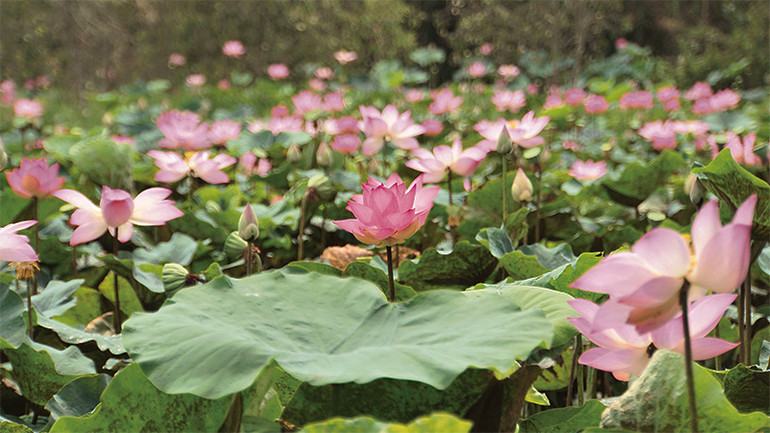 Đồng sen khoe sắc. Đồng sen khoe sắc.