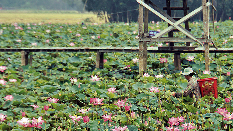 Nông dân Tháp Mười thu hoạch sen. Nông dân Tháp Mười thu hoạch sen.