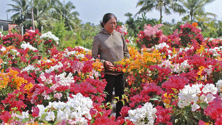 Người dân ở làng hoa giấy xã Phú Sơn, huyện Chợ Lách, tỉnh Bến Tre chăm sóc hoa chuẩn bị bán dịp Tết.