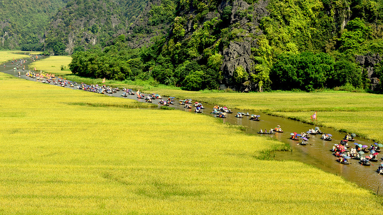 Sắc vàng Tam Cốc. (Ảnh: Tổng cục Du lịch)