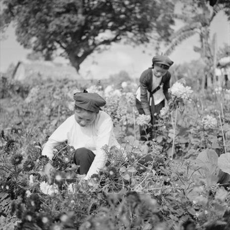 Những cô gái làng hoa Ngọc Hà chuẩn bị hoa bán Tết (1963) (Ảnh: TTXVN)