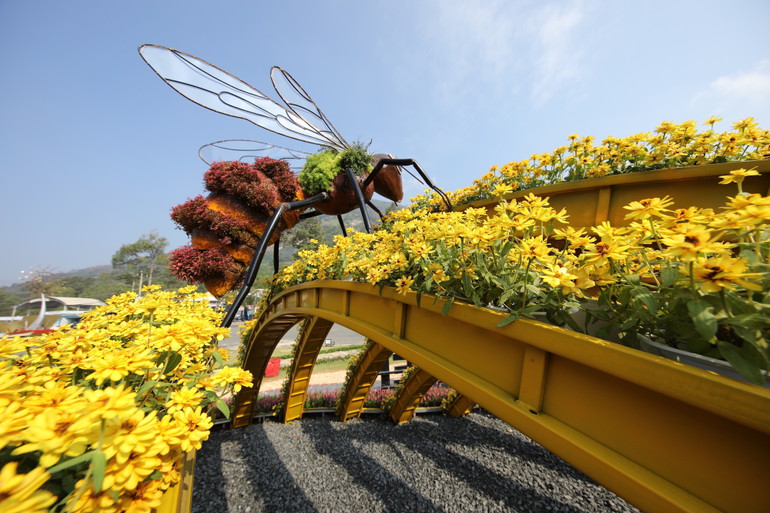 Rừng hoa tại núi Bà Đen dịp Tết này