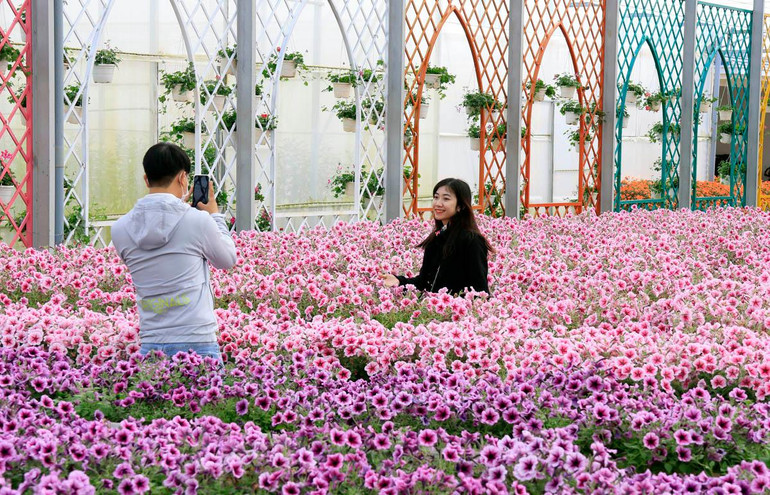 Hoa Đà Lạt hấp dẫn du khách. Hoa Đà Lạt hấp dẫn du khách.