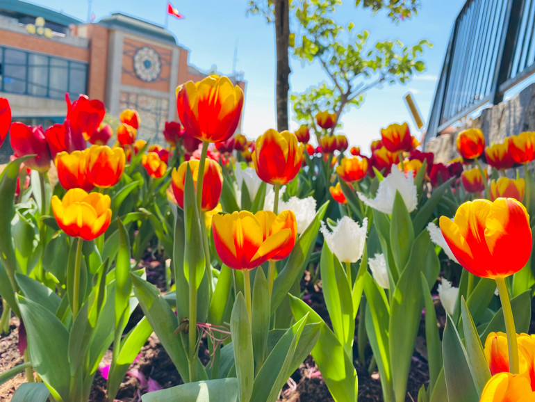 Thảm hoa tuylip đang vào độ đẹp nhất trên đỉnh núi Bà Đen.