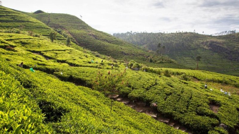 Đồi chè ở Sri Lanka. (Ảnh: Booking.com) Đồi chè ở Sri Lanka. (Ảnh: Booking.com)