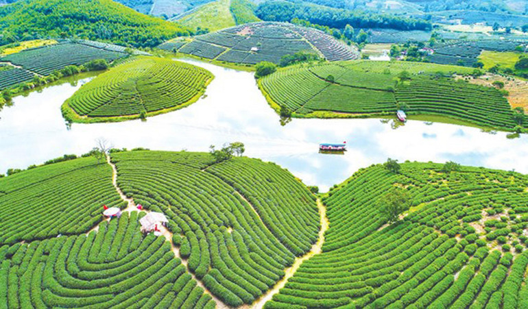 Đảo chè Thanh Chương - một điểm đến hấp dẫn của du khách. Đảo chè Thanh Chương - một điểm đến hấp dẫn của du khách.