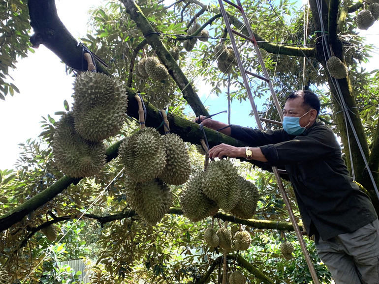 Sầu riêng đang trở thành cây trồng chủ lực và mang lại thu nhập cao cho người nông dân ở Đắk Lắk.