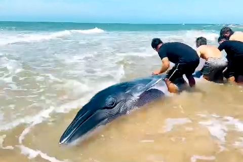 Cá voi bị mắc cạn thuộc họ cá voi lưng gù, nằm trong danh mục loài thủy sản nguy cấp, quý hiếm Nhóm 1 được pháp luật bảo vệ.