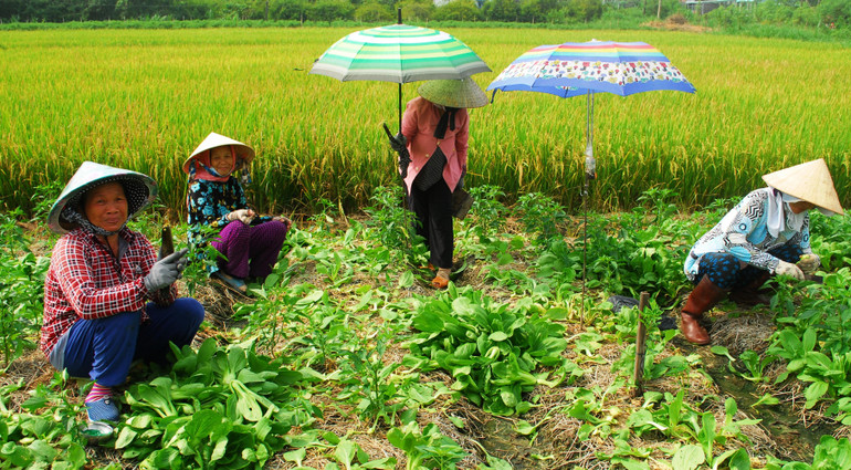 Thu hoạch rau xanh ở xã Tăng Hòa, huyện Gò Công Đông, tỉnh Tiền Giang.