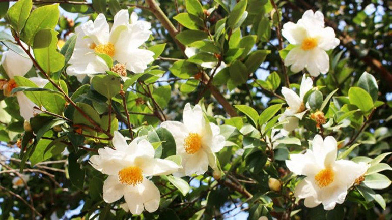 Tháng 12 là thời điểm hoa sở khoe sắc trắng tinh khôi ở Bình Liêu.