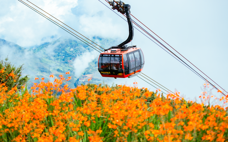 Du khách ngắm đồng hoa dơn lúa từ cáp treo lên đỉnh Fansipan