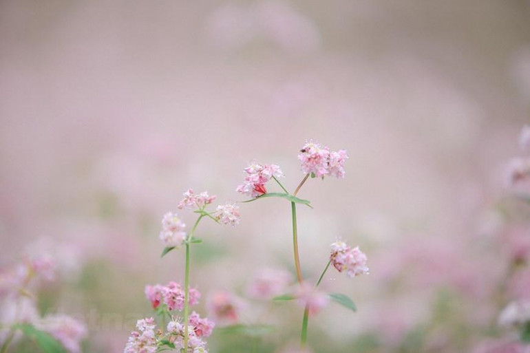 Thời điểm cuối tháng 10-11 hằng năm khi tiết trời se lạnh cũng là lúc hoa tam giác mạch vào độ đẹp nhất. (Ảnh: TTXVN) Thời điểm cuối tháng 10-11 hằng năm khi tiết trời se lạnh cũng là lúc hoa tam giác mạch vào độ đẹp nhất. (Ảnh: TTXVN)