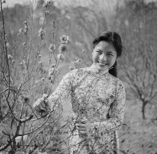 Thiếu nữ Hà Nội bên cành đào khoe sắc thắm (Xuân Quý Mão 1963) (Ảnh: TTXVN)