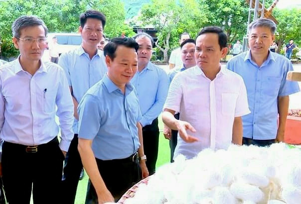 Phó Thủ tướng Trần Lưu Quang thăm vùng nguyên liệu dâu tằm tơ tại huyện Trấn Yên, tỉnh Yên Bái.