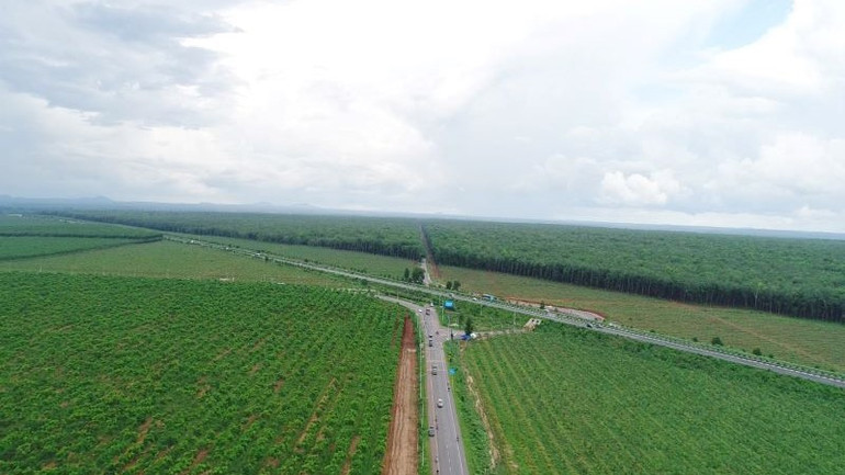 Vườn cây cao-su tại Công ty Trách nhiệm hữu hạn Một thành viên Tổng công ty cao-su Đồng Nai.