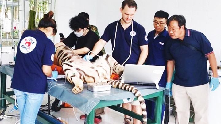 Các chuyên gia quốc tế và Vườn quốc gia Phong Nha-Kẻ Bàng kiểm tra sức khỏe cho hổ.