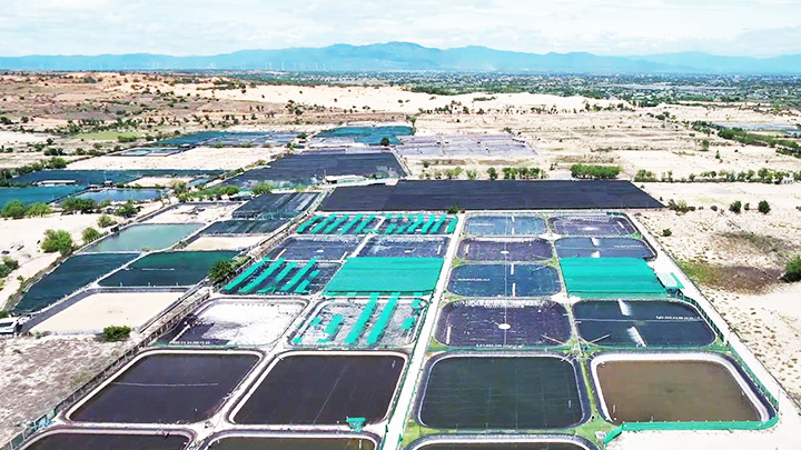 Khu vực đất rừng bị lấn chiếm làm đìa tôm ở xã Phước Dinh.