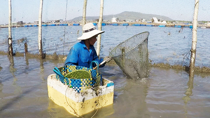 Ông Tuyết đi xúc cá đầm lầy Gò Găng.