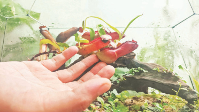 Cây nắp ấm 5 năm tuổi trong bể Terrarium. Cây nắp ấm 5 năm tuổi trong bể Terrarium.