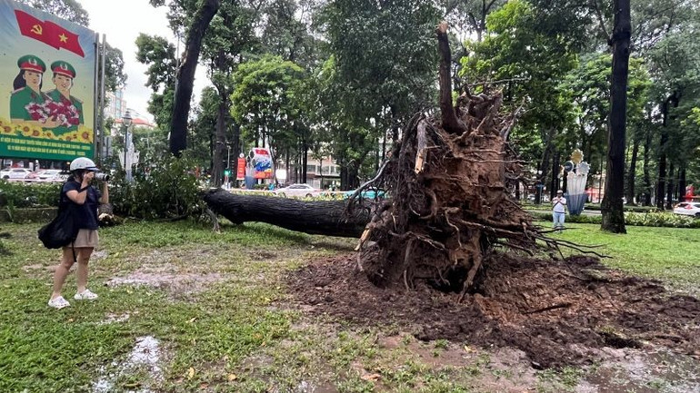 Cây sao đổ ngọn ra ngã tư Lê Duẩn-Pasteur (quận 1, Thành phố Hồ Chí Minh). Cây sao đổ ngọn ra ngã tư Lê Duẩn-Pasteur (quận 1, Thành phố Hồ Chí Minh).
