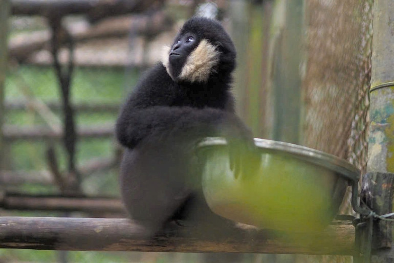 Cá thể vượn Mafia mắc căn bệnh nan y nhiễm virus viêm gan B nên không được tái thả về tự nhiên (Ảnh: EPRC). Cá thể vượn Mafia mắc căn bệnh nan y nhiễm virus viêm gan B nên không được tái thả về tự nhiên (Ảnh: EPRC).