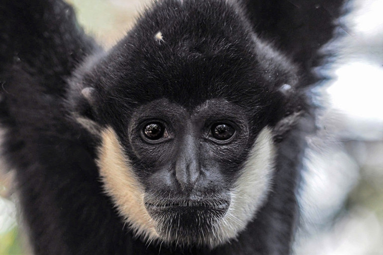 Chân dung chú vượn Mafia. (Ảnh: EPRC). Chân dung chú vượn Mafia. (Ảnh: EPRC).