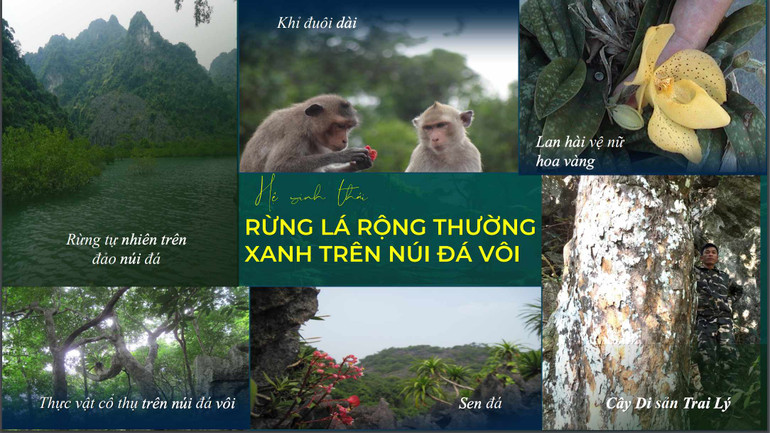 Hệ sinh thái rừng lá rộng thường xanh trên núi đá vôi tại VQG Bái Tử Long.