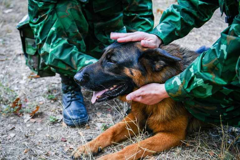 Giây phút nghỉ ngơi của những chiến binh 4 chân trên đất bạn Myanmar.
