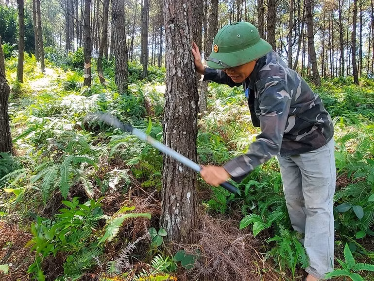 Người dân huyện Đình Lập chăm sóc vườn thông.