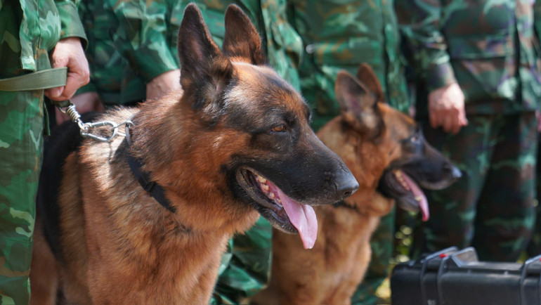 Chó nghiệp vụ còn là những "đồng đội" đáng tin cậy với 2 đoàn cứu nạn, cứu hộ Việt Nam.