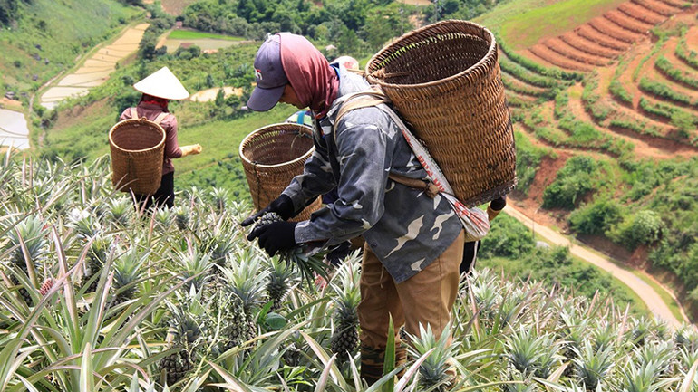 Đồng bào dân tộc H’Mông, xã Co Mạ, huyện Thuận Châu, thu hoạch dứa Queen trên đất dốc.