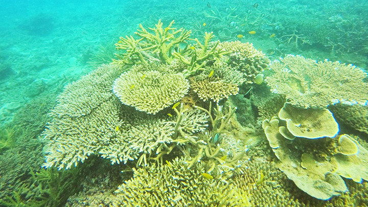 Diện tích san hô ở Côn Đảo lớn nhất Việt Nam.