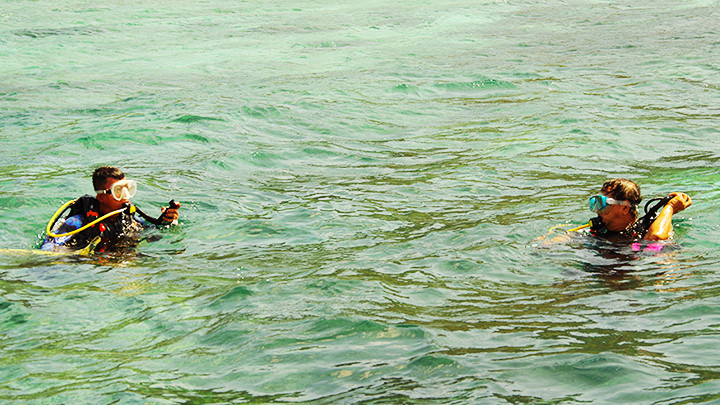 Lặn biển ngắm sinh vật cảnh.