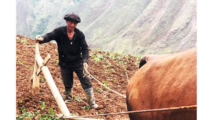 Ông Ly Chứ Sùng (thôn Xéo Lủng, xã Lũng Cú, Đồng Văn, Hà Giang) ở mảnh nương đã 11 đời trồng cấy. Ông Ly Chứ Sùng (thôn Xéo Lủng, xã Lũng Cú, Đồng Văn, Hà Giang) ở mảnh nương đã 11 đời trồng cấy.