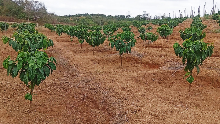 Mô hình độc canh vẫn khá phổ biến ở Tây Nguyên. Mô hình độc canh vẫn khá phổ biến ở Tây Nguyên.