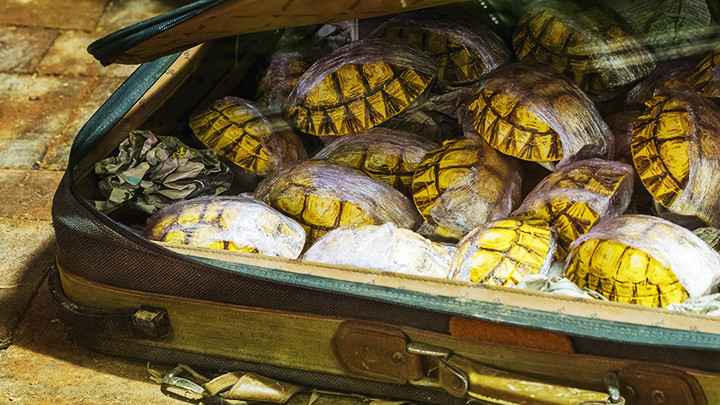 Nhiều cá thể rùa quý hiếm được giấu trong một chiếc vali của tội phạm. Ảnh: 123RF