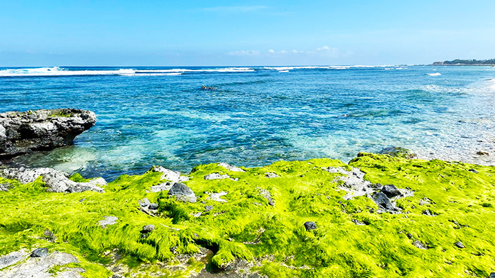 Mùa rêu trên đảo Lý Sơn.