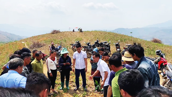 Sùng A Dia (áo trắng, cầm cây đứng giữa) đang hướng dẫn bà con dân tộc H’Mông xã Pú Nhi, huyện Điện Biên Đông cách đào hố trồng cây cà-phê. Sùng A Dia (áo trắng, cầm cây đứng giữa) đang hướng dẫn bà con dân tộc H’Mông xã Pú Nhi, huyện Điện Biên Đông cách đào hố trồng cây cà-phê.