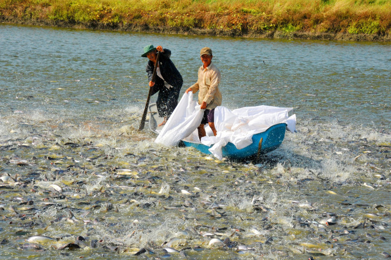 Sản lượng nuôi trồng thủy sản tiếp tục tăng thời gian qua.